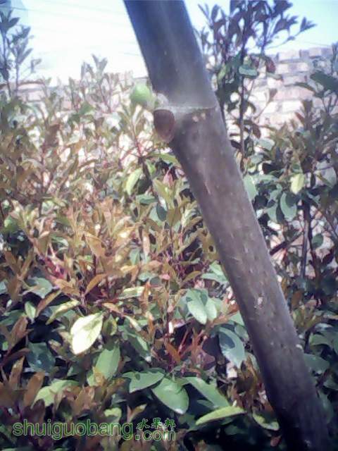 IMG0346A.jpg