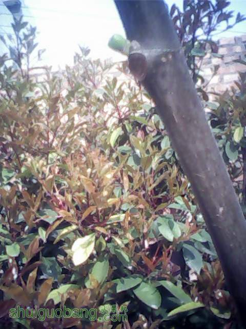 IMG0347A.jpg