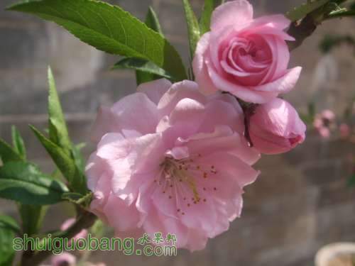 �ҵ������� 017.jpg