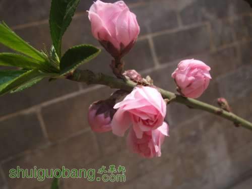 �ҵ������� 018.jpg