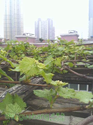 С IMG0410135502.jpg