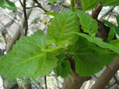 DSC03092 ().JPG