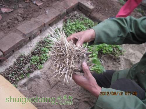 Ӳ֦޽2012.04.12 006.jpg