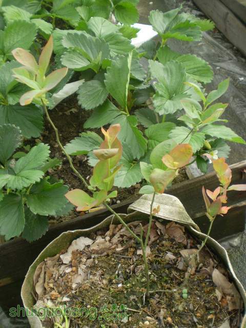 P1010062.jpg