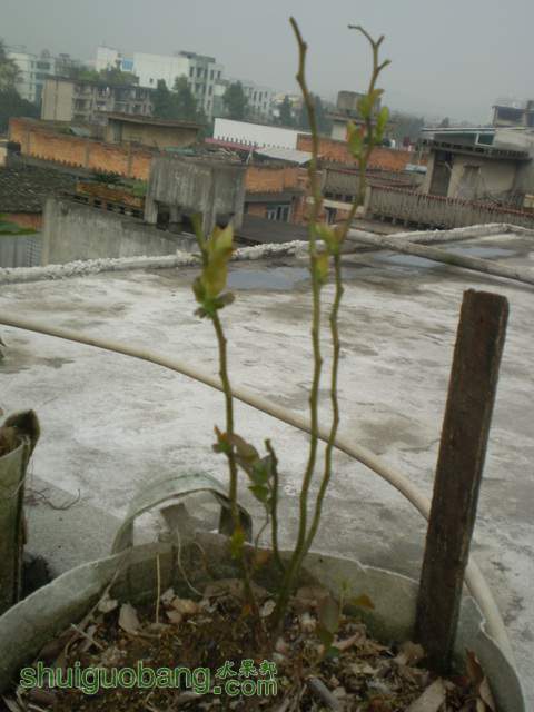 P1010065.jpg