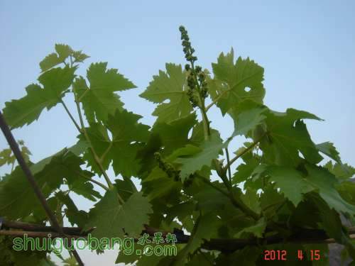 DSC00385.JPG