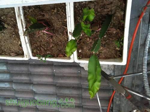 Ƭ20120216 841.jpg