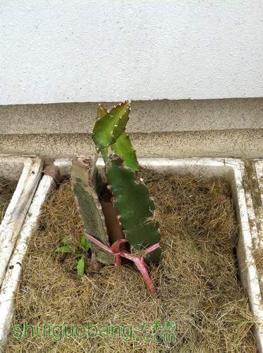 Ƭ20120216 865.jpg