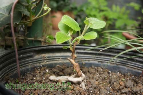 nEO_IMG_DSC04337.jpg