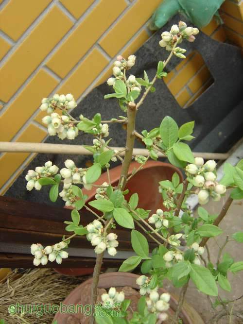 ������С DSC00237.JPG