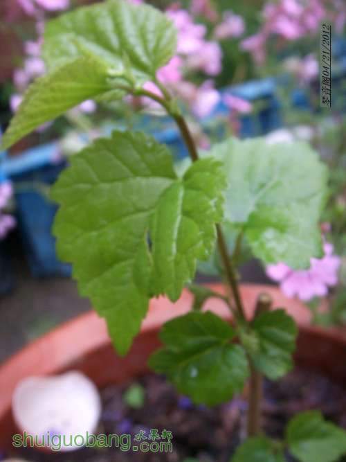 nEO_IMG_SSL11137.jpg