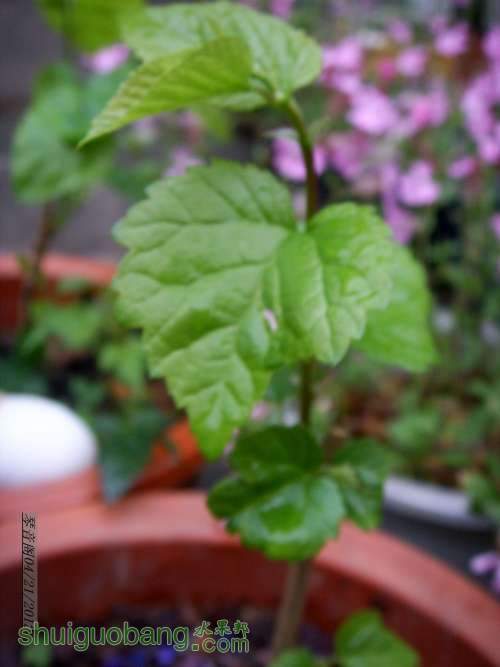 nEO_IMG_SSL11133.jpg