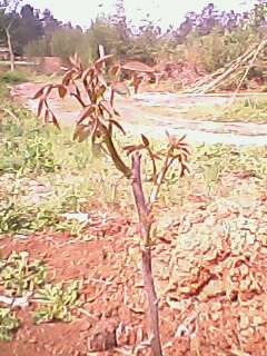 2012.4.21ǿ緢ѿ1.jpg