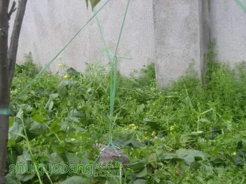 Ƭ 071.jpg
