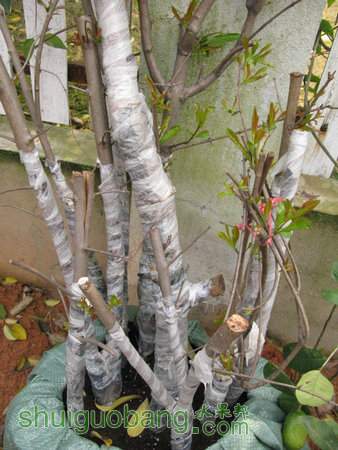 IMG_6989.JPG