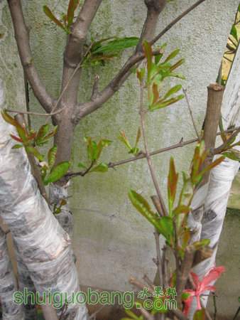 IMG_6982.JPG