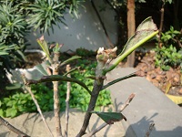 -ںҶѿ-С.jpg