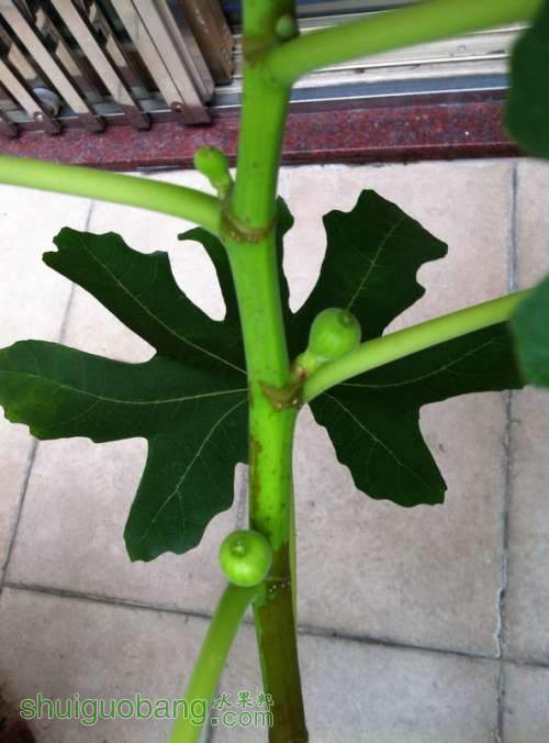 Ƭ20120216 016.jpg