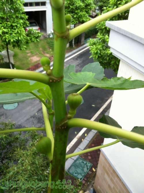 Ƭ20120216 014.jpg