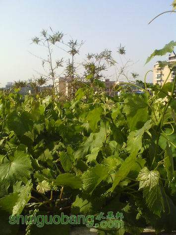 С IMG0422161000.jpg