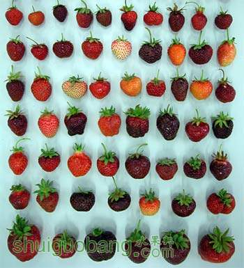 erdbeeren_aus_amerika3.jpg