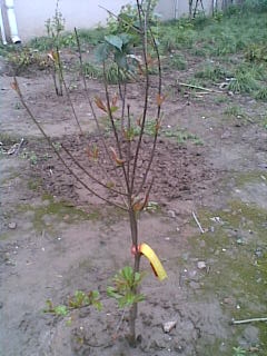 20120429.JPG