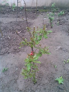 20120429(001).JPG