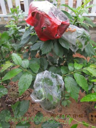 IMG_8736.JPG