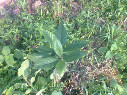 Ƭ0124.jpg
