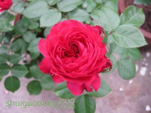 IMG_4143.JPG