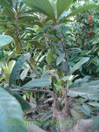 ֦���Ѵ�50CM���ϡ�