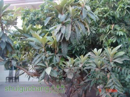 ֦����ϸ�ľ��Ǽ޽ӵĺ��������ˡ�