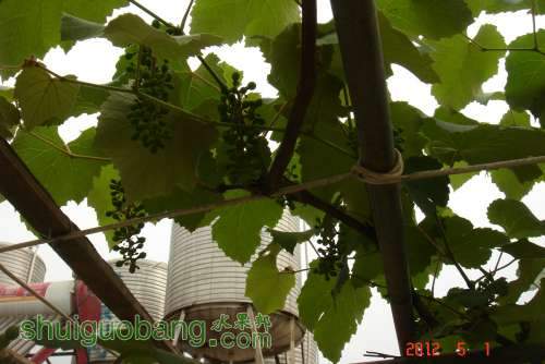 DSC00626.JPG