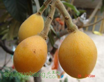 ��֪���ĺ���Ʒ�֣���С���˶࣬��͸ζ��������