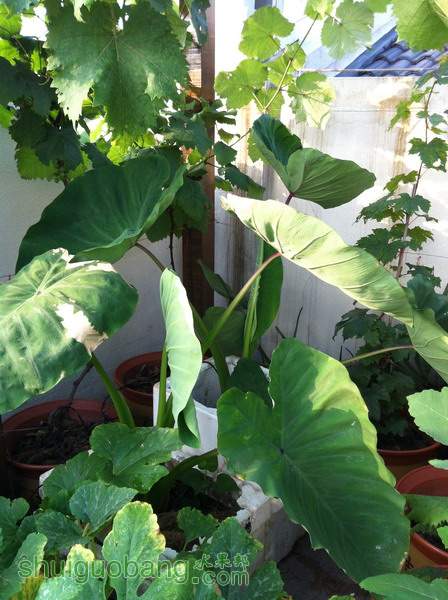 ��Ƭ20120216 042.jpg