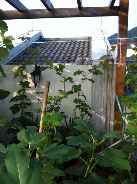 Ƭ20120216 043.jpg