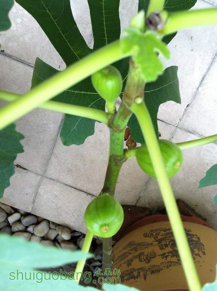 Ƭ20120216 024.jpg