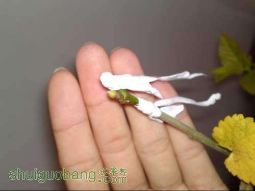 һ֦޽ӣ֦ûˮ󡣡