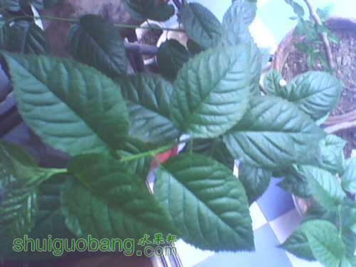 IMG0449A.jpg