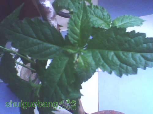 IMG0450A.jpg