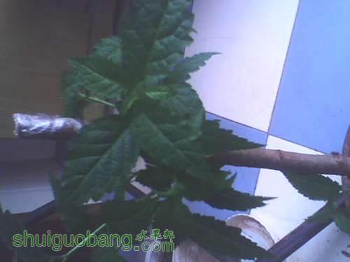 IMG0451A.jpg