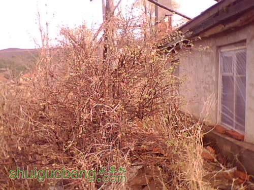 IMG0209A.jpg