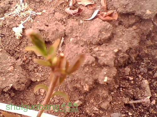IMG0204A.jpg