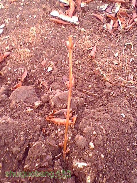 IMG0200A.jpg