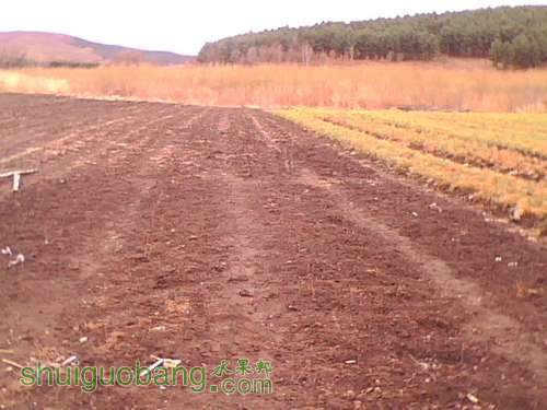 IMG0207A.jpg