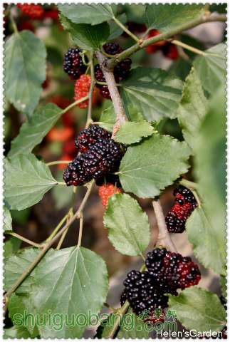 Ƭ 010_323x480.jpg