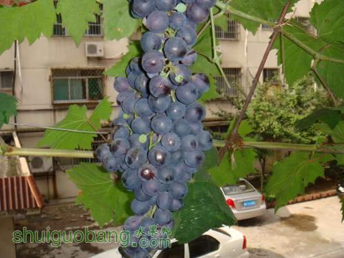 2009.7.12��.JPG