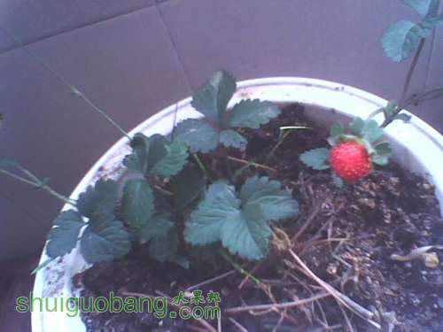 IMG0463A.jpg