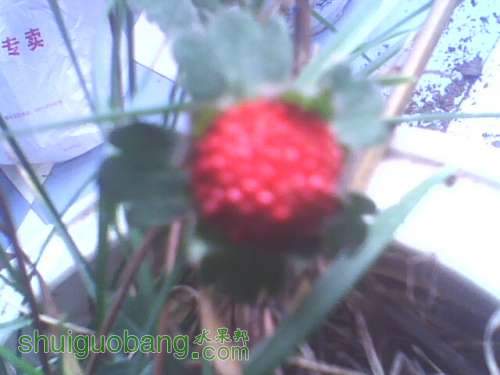 IMG0453A.jpg