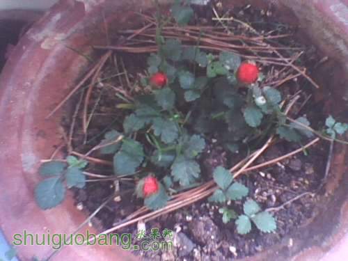 IMG0464A.jpg